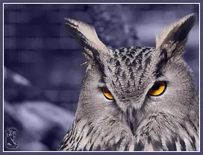 Филин каталог