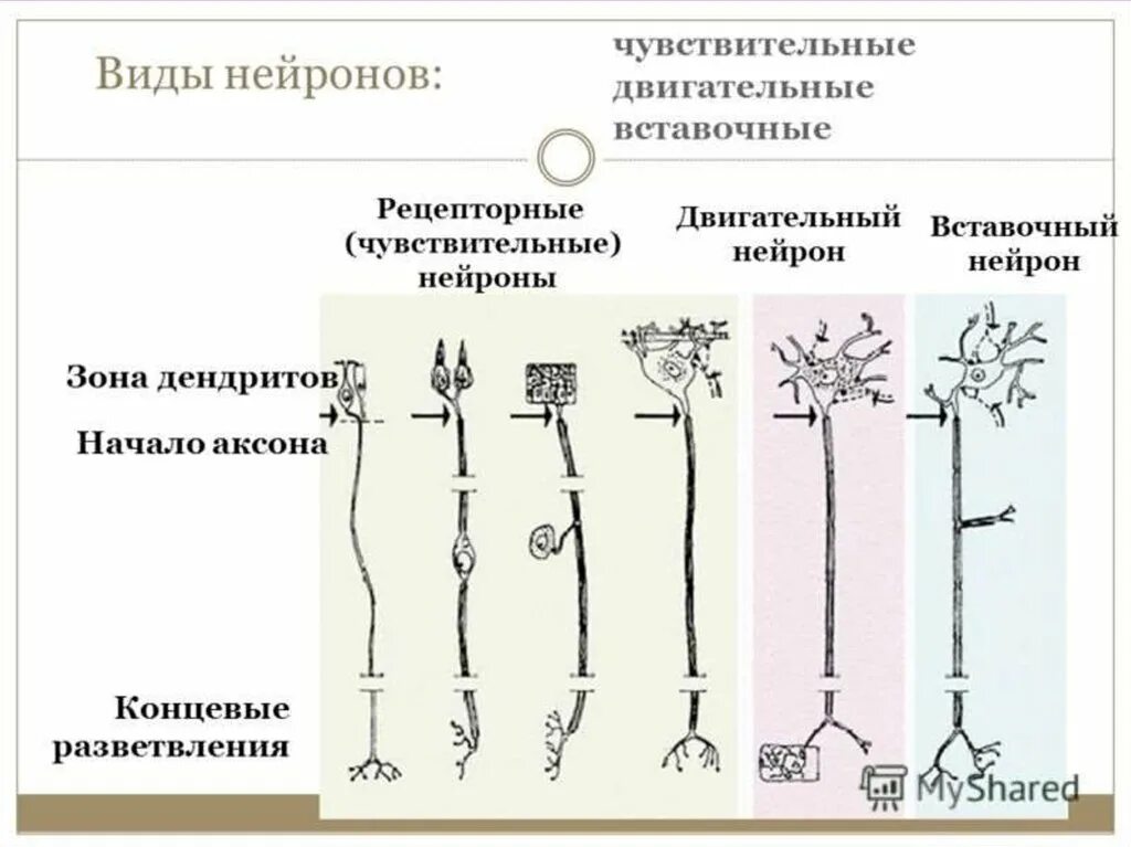 Афферентные нейроны выполняют следующие функции. Виды двигательных нейронов. Строение чувствительного нейрона. Виды двигательных нейронов. Чувствительный нейрон вставочный нейрон двигательный.