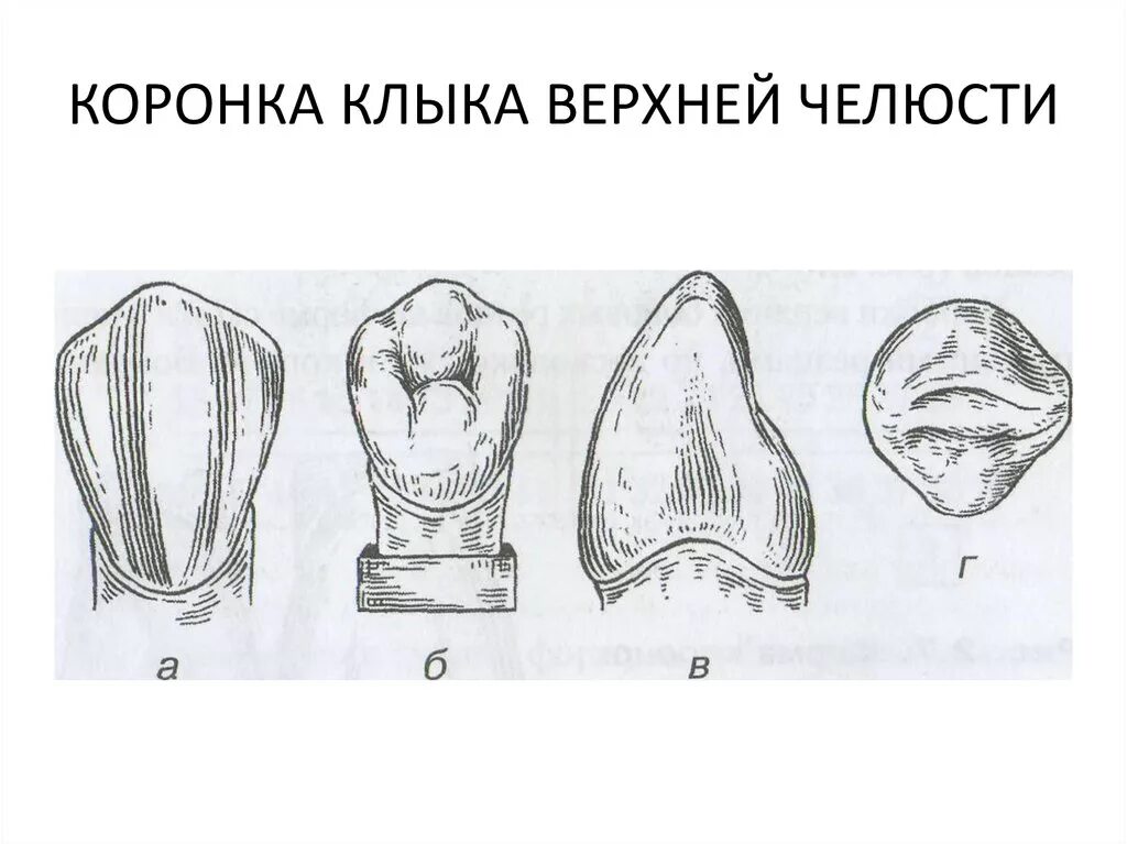 Клык сверху зубов. Моделировка клыка верхней челюсти. Клык нижней челюсти моделирование. Клык верхней челюсти анатомия. Моделировка клыка нижней челюсти.