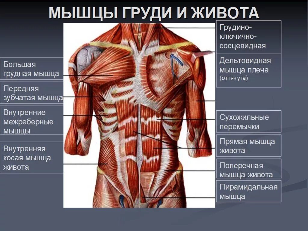 Передняя часть человека. Строение мышц туловища спереди. Анатомия человека мышцы живота Сапин. Мышцы туловища спереди анатомия. Мышцы живота топография и функции.