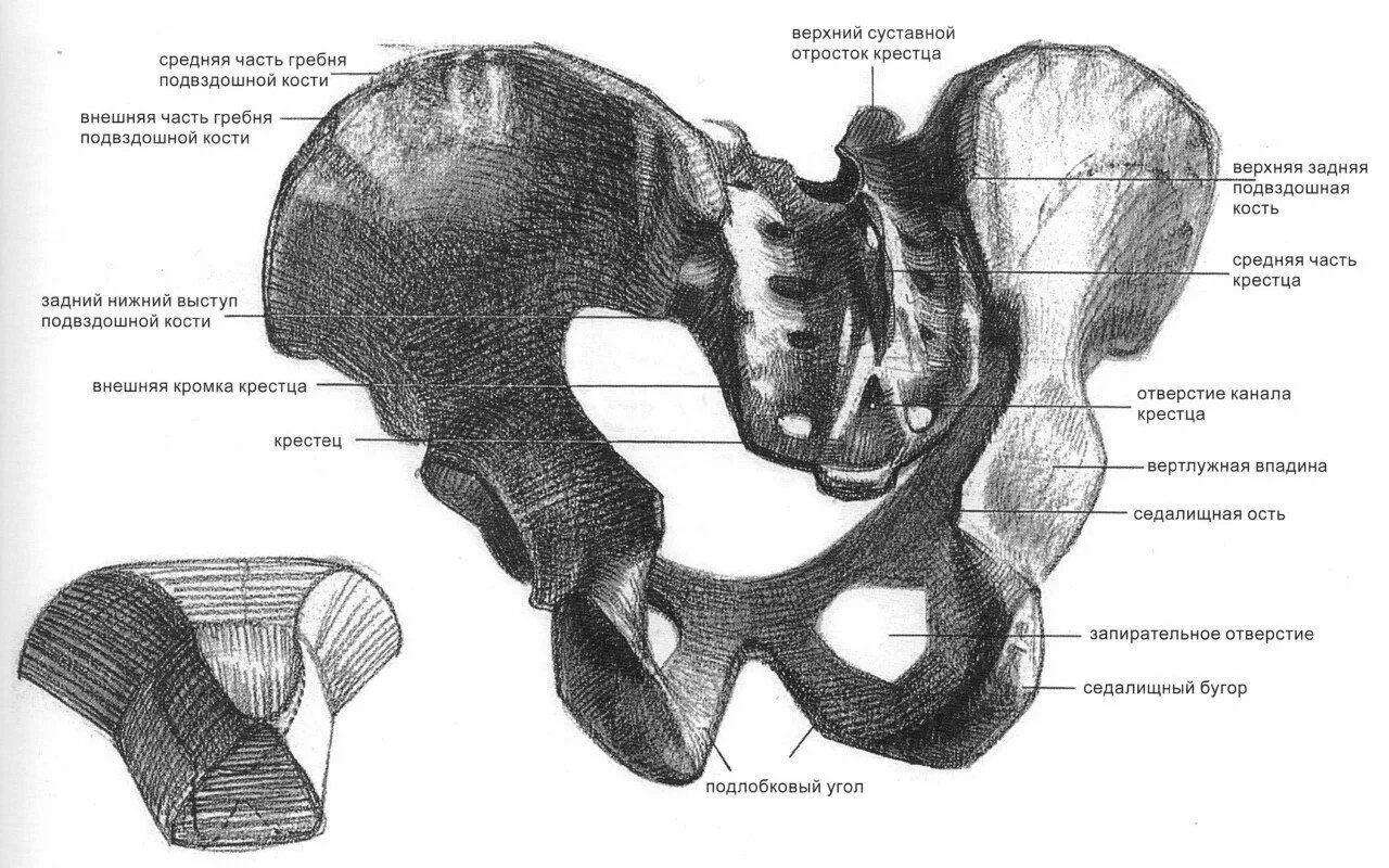 Большая подвздошная кость. Тазобедренный сустав Баммес. Тазовая кость анатомия рисунок. Таз Баммес схема. Баммес тазовые кости.