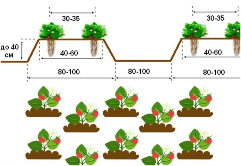 Расстояние грядок клубники. Клубника схема посадки двухстрочная. Схема посадки земляники мелкоплодной. Схема посадки земляники в открытом грунте. Схема посадки земляники садовой.