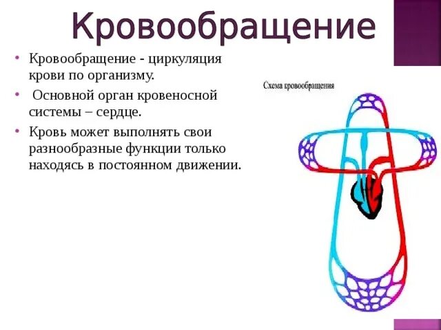 Функции системы кровообращения. Функции системы кровообращения человека. Функции системы кровообращения человека схема. Циркуляция крови в организме. Основные функции кровообращения