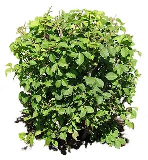 Bush plant