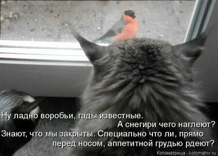 Смысл пословицы видит око да