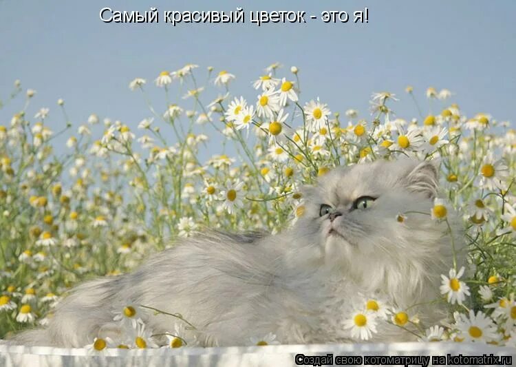 Дайте мне былые