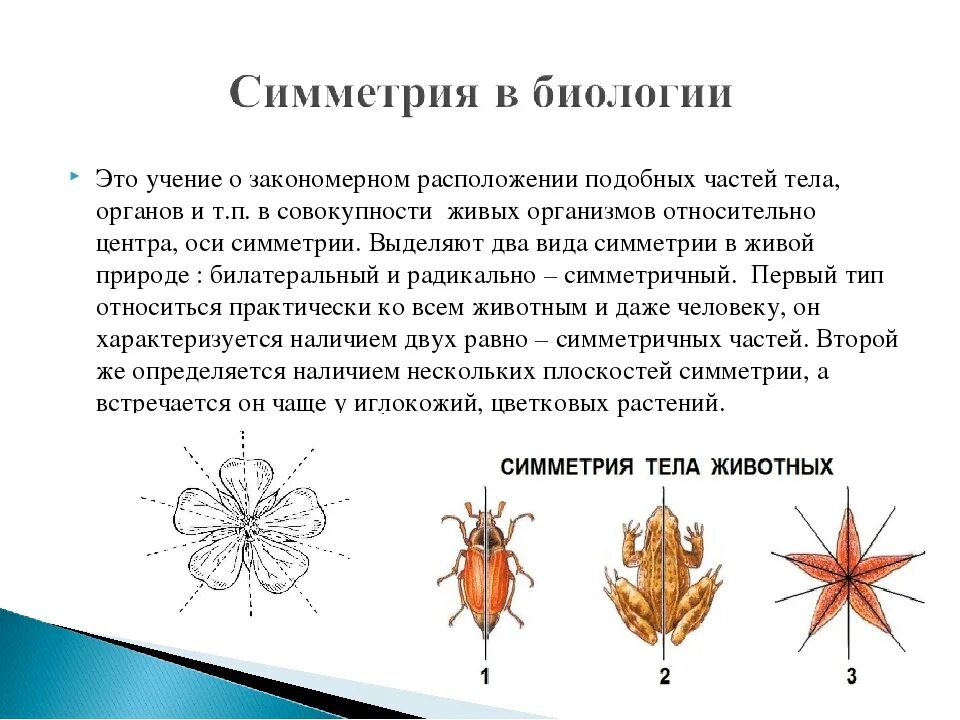 Лучевая симметрия червя. Типы симметрии. Типы симметрии животных. Типы симметрии в биологии. Типы симметрии животных биология.