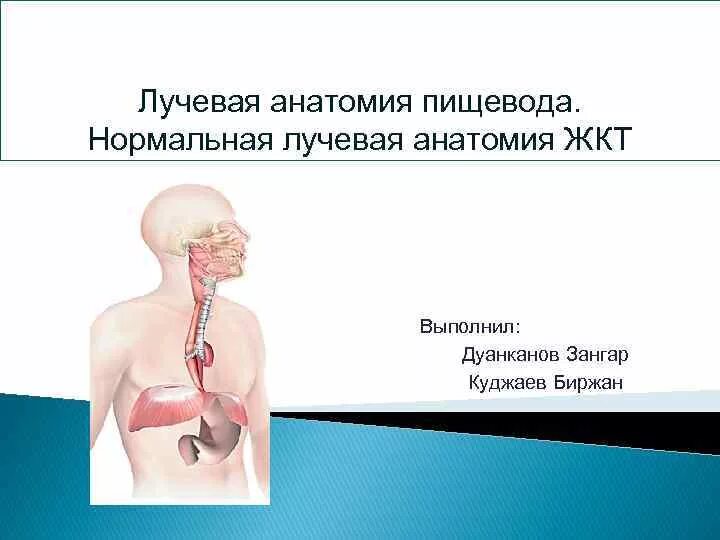 Нормальный пищевод. Лучевая анатомия пищевода. Лучевая анатомия желудка. Лучевая анатомия пищеварительной системы. Лучевая анатомия пищевода в норме.