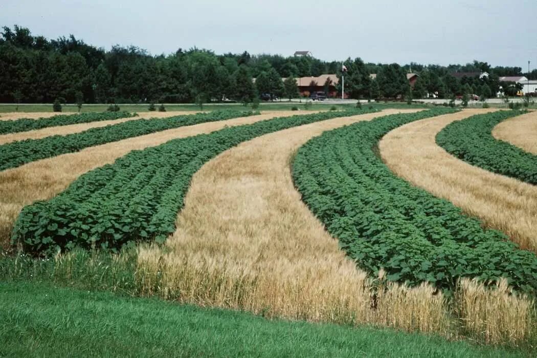 Травы эрозия. Гидропосев 170. Филейник трава. Травы эрозия. Травы эрозия.