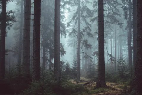 In the woods