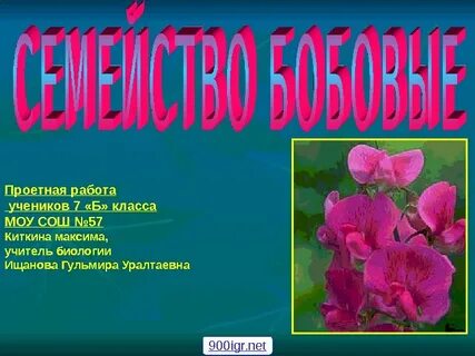 Представители бобовых 7 класс биология