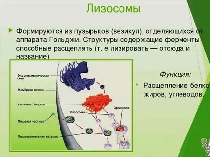 Преобразование белков и синтез лизосом название органеллы