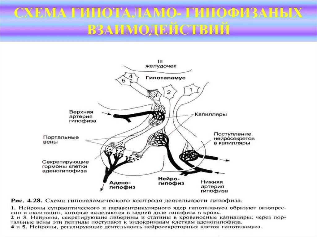 Гипофиз кровеносная система. Схема связей гипоталамуса и гипофиза. Схема взаимодействия гипоталамуса и гипофиза. Гипоталамус и гипофиз схема. Схема гипоталамо-гипофизарного взаимодействия.