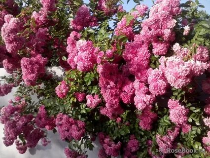 Супер дороти отзывы