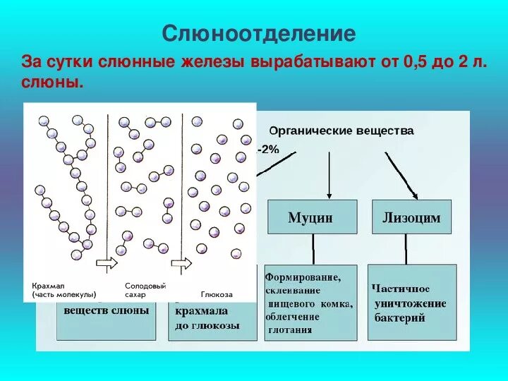 Почему много выделяются слюни. Средство для выработки слюны. Объем выделяемой слюны. Норма выделения слюны. Количество бактерий в слюне.