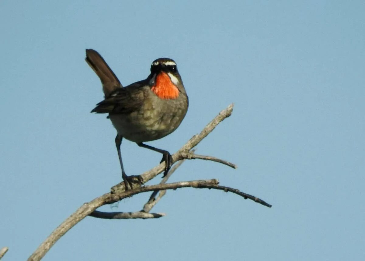 Певчие птицы забайкалья. Птицы в забайкальском крае. Лесные птицы забайкальского края. Лесные птицы забайкальского края. Птицы в забайкальском крае.