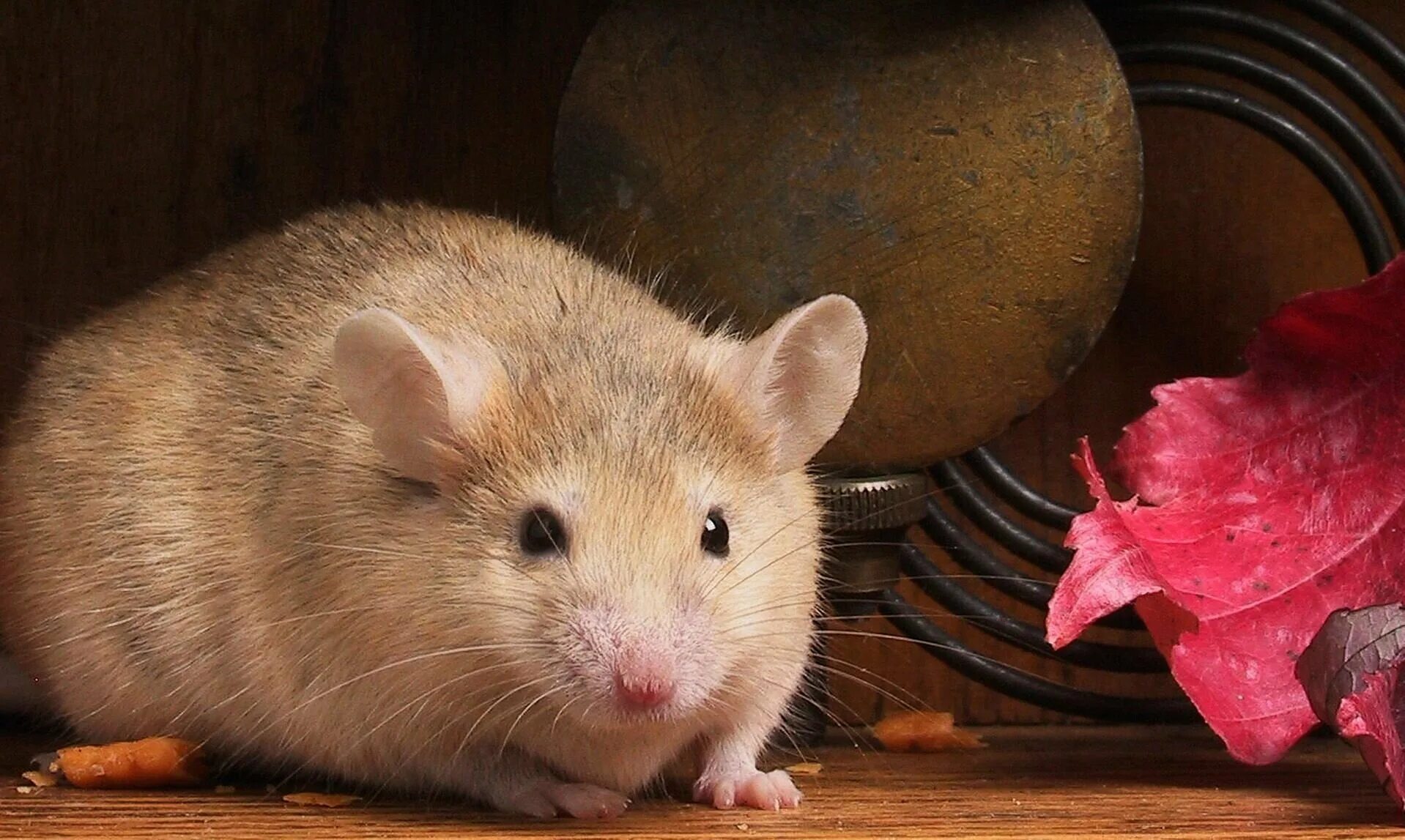 Мыши рабочий стол. Щур крыса. Крыса Дамбо толстая. Мышка. Красивая мышка.