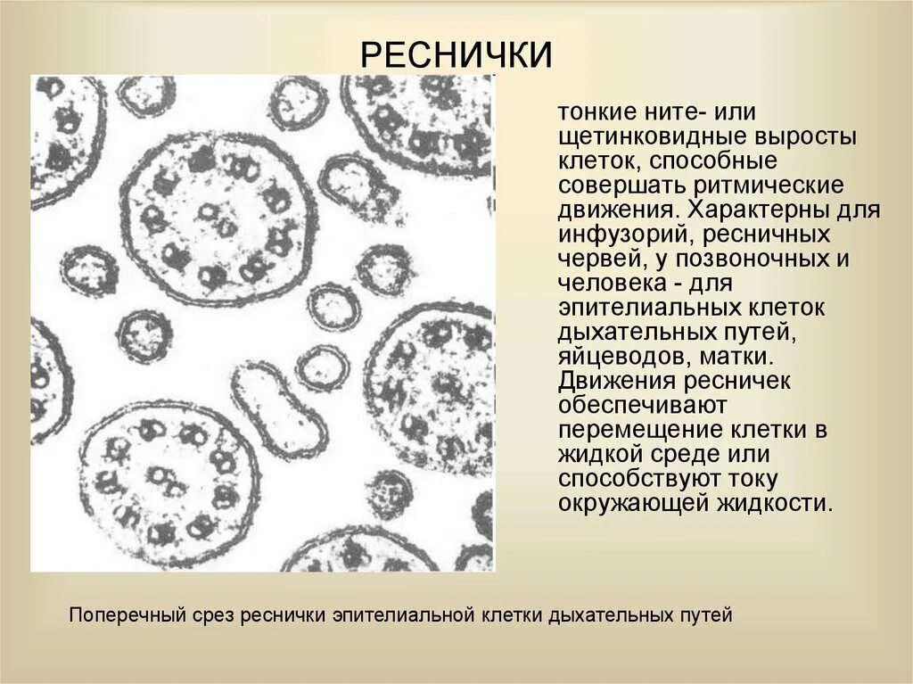 Клетки имеющие реснички. Тонкие выросты клеток. срез реснички. поперечный срез реснички. вырост клетки.