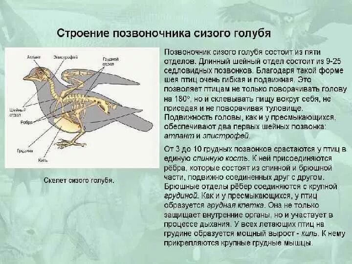 Сизый голубь строение. Строение позвоночника птиц. Отделы позвоночника сизого голубя. Грудной отдел птиц.