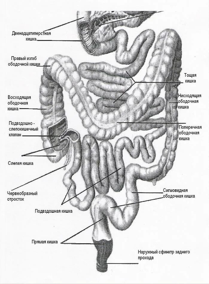 Строение кишечника картинки. Строение тонкой кишки схема. Подвздошная кишка анатомия человека анатомия. Строение подвздошной тонкой кишки. Терминальный отдел подвздошной кишки рисунок.