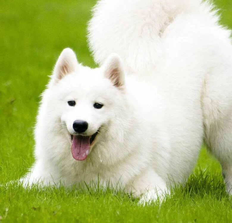 Самоед собака. Самоедская лайка. Можно белых собак. Лайка самоед маленькая. Аляскинский самоед.