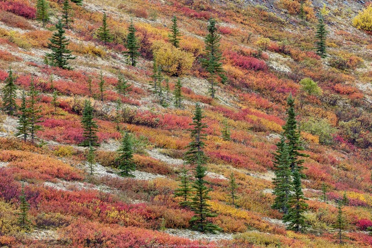 Растения тундры ель. Лиственница сибирская в лесотундре. Растения тундры ель. Лиственница в лесотундре. Сибирская береза лесотундры.