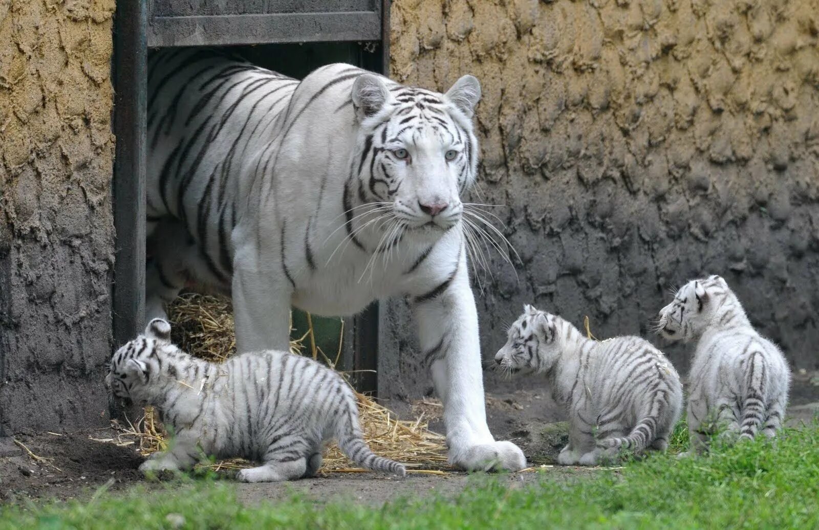 Тигр живут в зоопарке. Тигр альбинос в Московском зоопарке. Бенгальский тигр альбинос. Белый тигр альбинос. Белый бенгальский тигр Тайган.