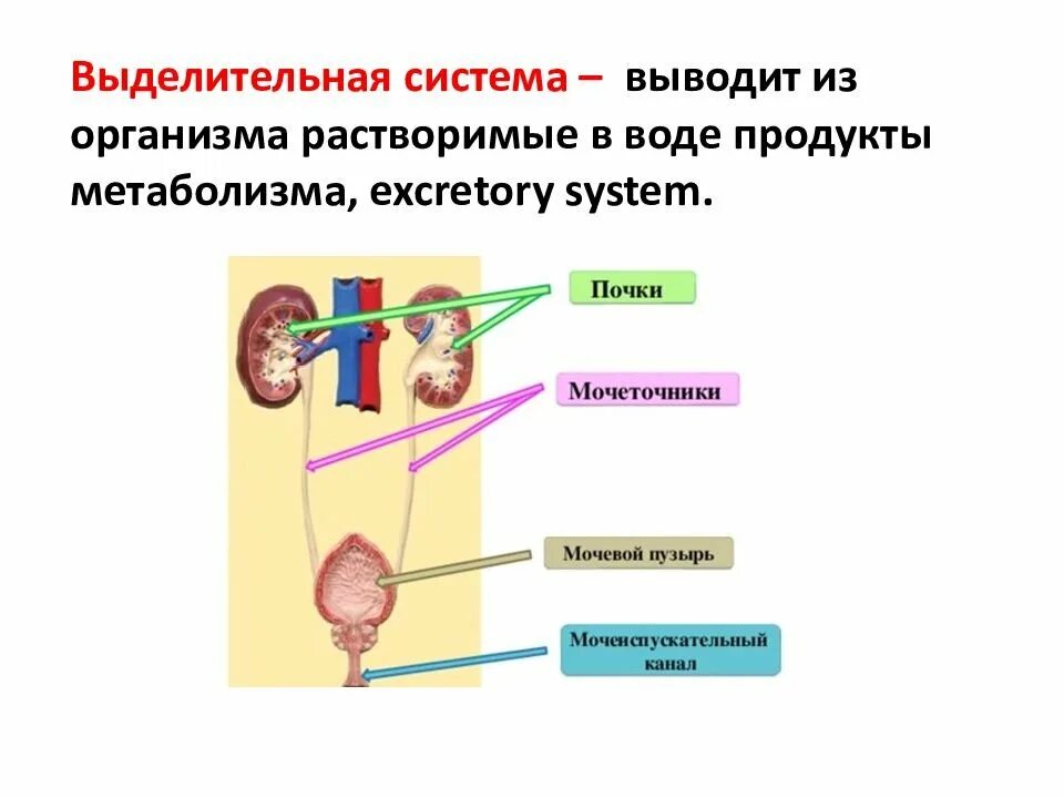 Какая структура выполняет выделительную функцию. Типы выделительных систем. Органы выделительной системы. Функции выделительной системы. Функции выделительной системы животных.