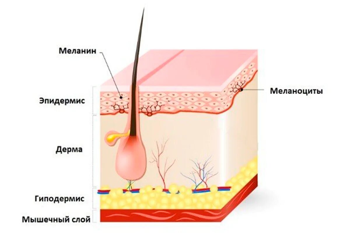 Пигмент кожи меланин находится. Меланин в эпидермисе кожи. Пигмент меланин образующийся в коже. Строение волоса меланин.