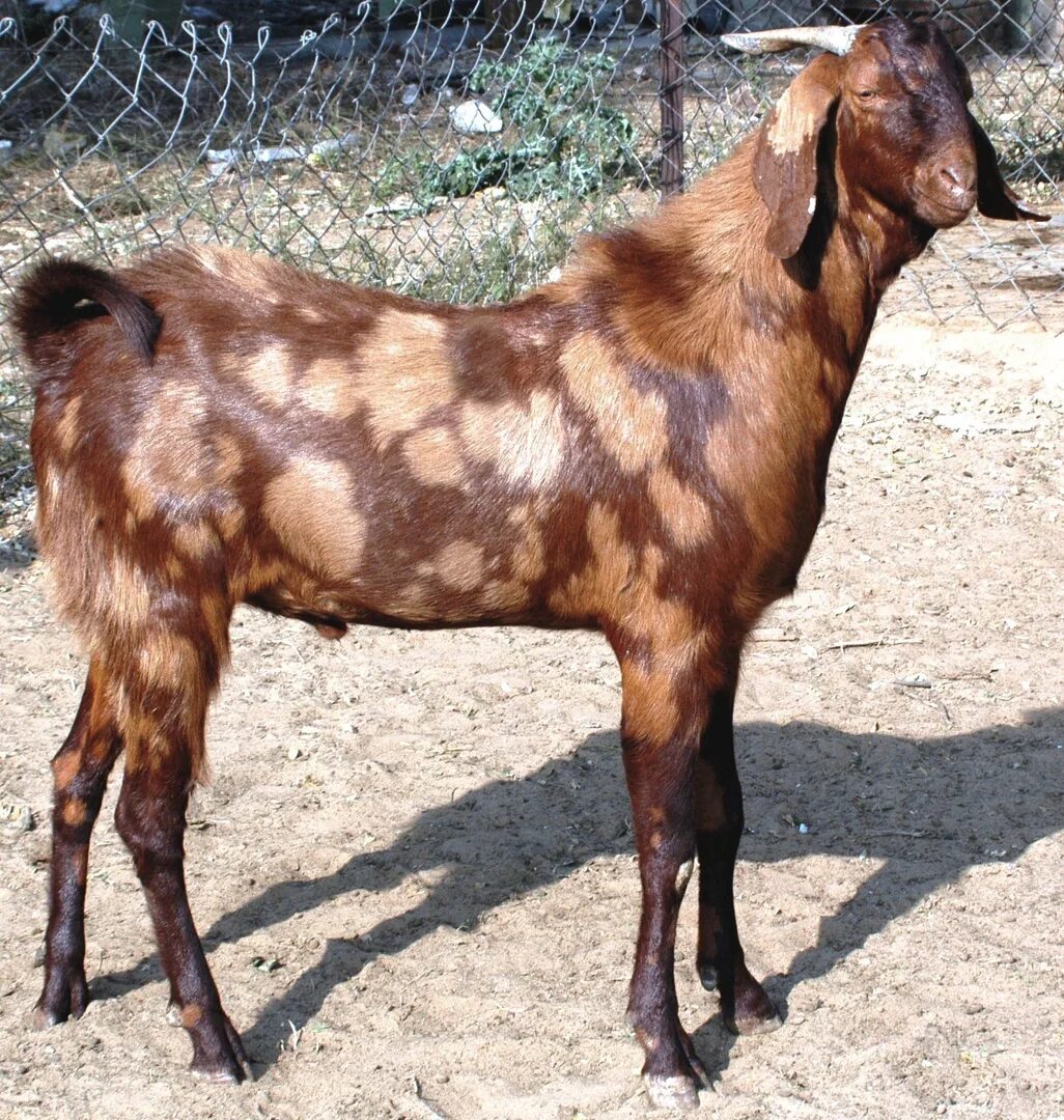 Камори цена. Козы породы Шами. Шами Камори козы. Дамасская коза Шами. Камори- нубийские.