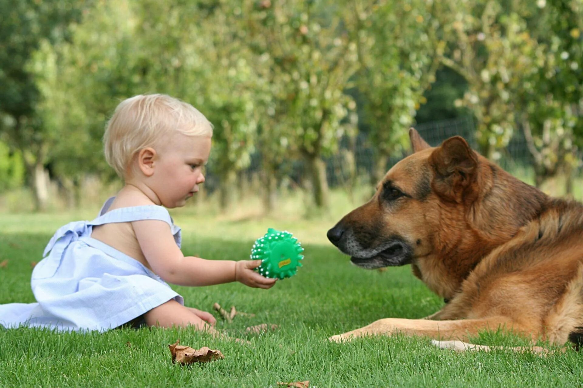 Порода которая любит детей. Для детей. Животные. Собака для детей. Домашние животные для детей. Ребенок и животное.