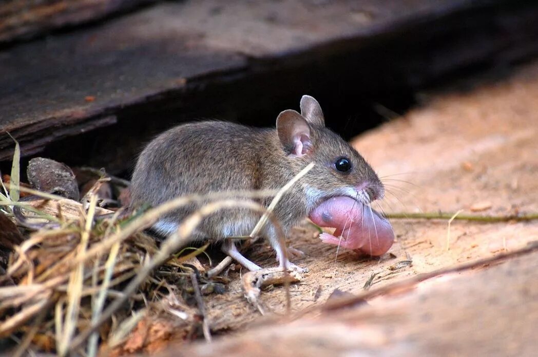 1 i a mouse