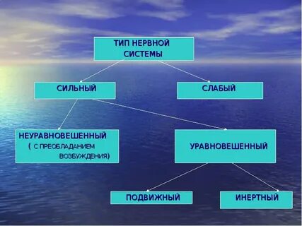 Какие есть типы нервной системы
