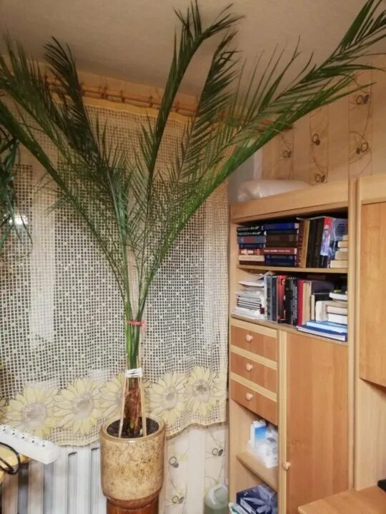 Растения для дома: Дышите глубже! Ветер и Вода Офисные растения, Растения, Комна
