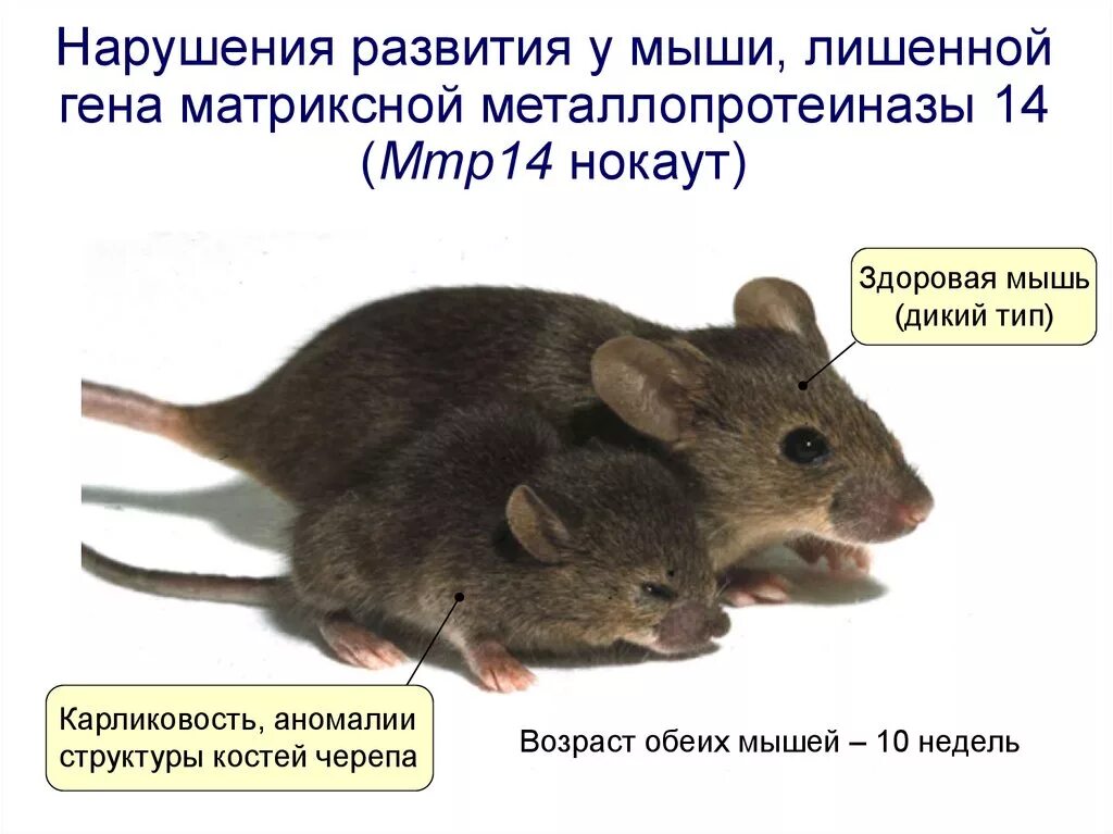 Мышь в нокауте. Мыши с нокаутом Гена. Нокаутированные мыши. Развитие мышей