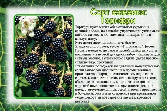 Ежевика кеддо описание - CormanStroy.ru