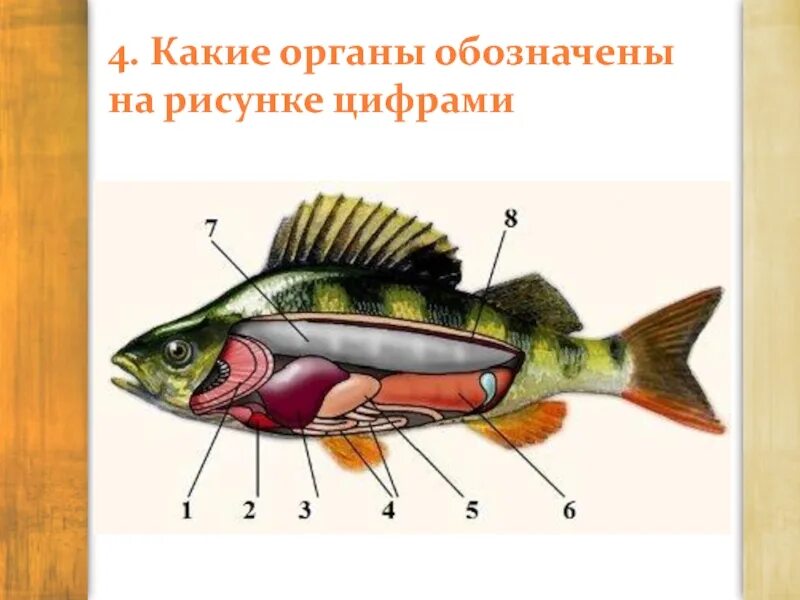 Какую функцию выполняет орган под цифрой 4. Какие органы рыбы обозначены цифрами. органы обозначения на рисунке цифрами. какую функцию выполняет орган, обозначенный на рисунке цифрой. какой орган обозначен на рисунке цифрой 4.