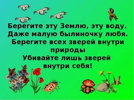 Берегите животных леса