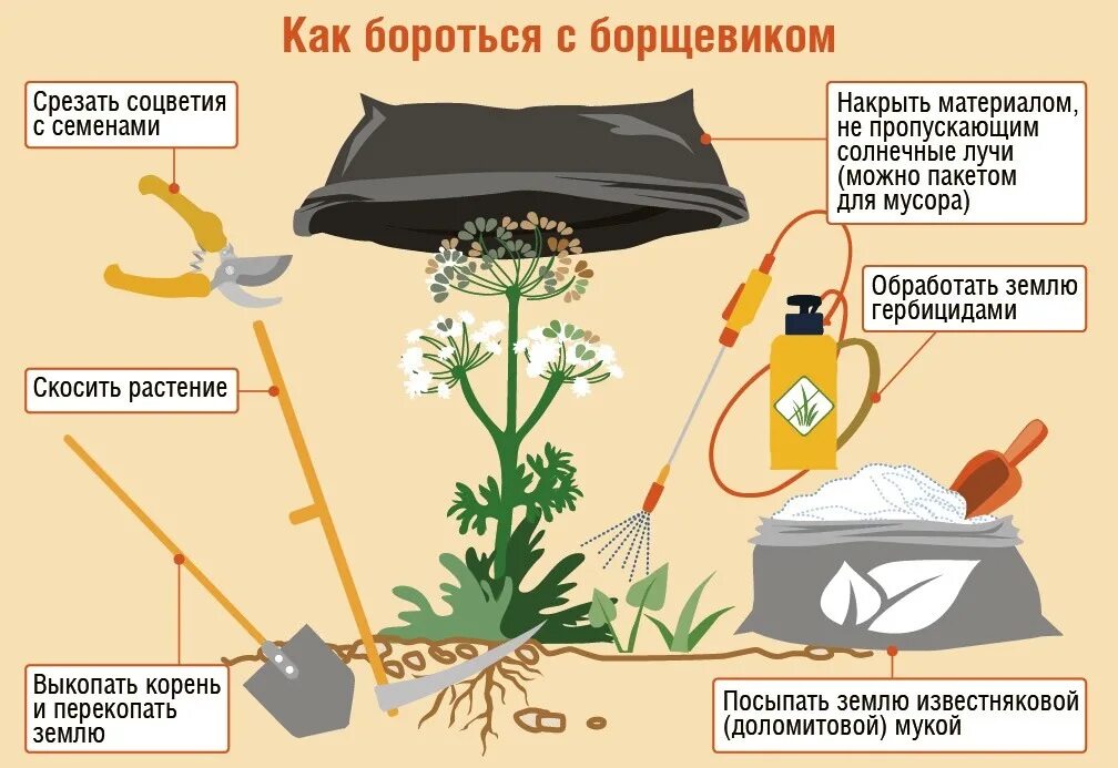 Опасный сорняк борщевик. Как бороться с бощевик. Борьба с борщевиком памятка. Методы борьбы с борщевиком.