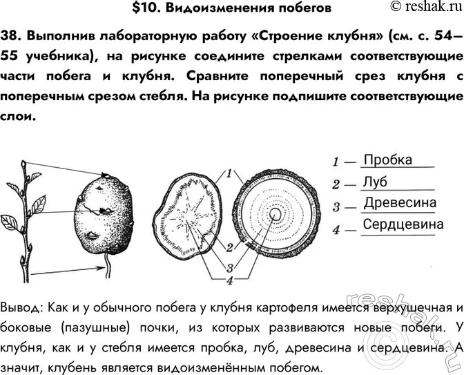 Строение клубня картофеля лабораторная работа биология 6 класс. Выполните лабораторную работу строение клубня. Части клубня картофеля. Биология р т 6 класс пасечник гдз. Побег лабораторная работа луковица.
