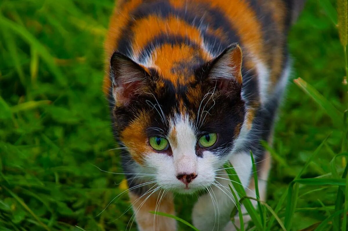 Пол трехцветного котенка. Сибирская кошка трехцветная короткошерстная. Трехцветная черепаховая кошка. Беспородные кошки трёхцветные. Трехшерстная кошка черная.