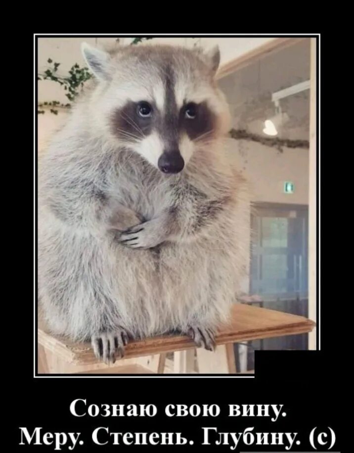 Сознаю свою вину меру степень глубину и прошу меня. Признаю свою вину меру степень глубину. И желательно в июле и желательно в крыму. Цитаты признай вину. Я осознал свою вину.