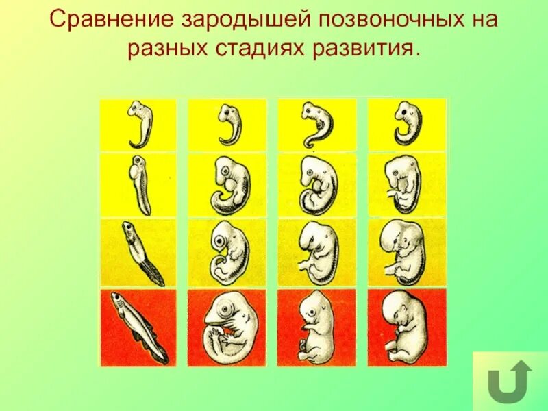 Сравните особенности размножения и развития позвоночных животных. Зародыш на разных стадиях развития. Таблица зародышей позвоночных. Различия зародышей позвоночных. Черты сходства зародышей позвоночных.