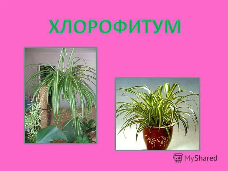 комнатные растения моего дома окружающий. комнатные растения моего дома окружающий. рассказ о комнатном растении. узамбарская фиалка родина растения. комнатные растения моего дома окружающий.