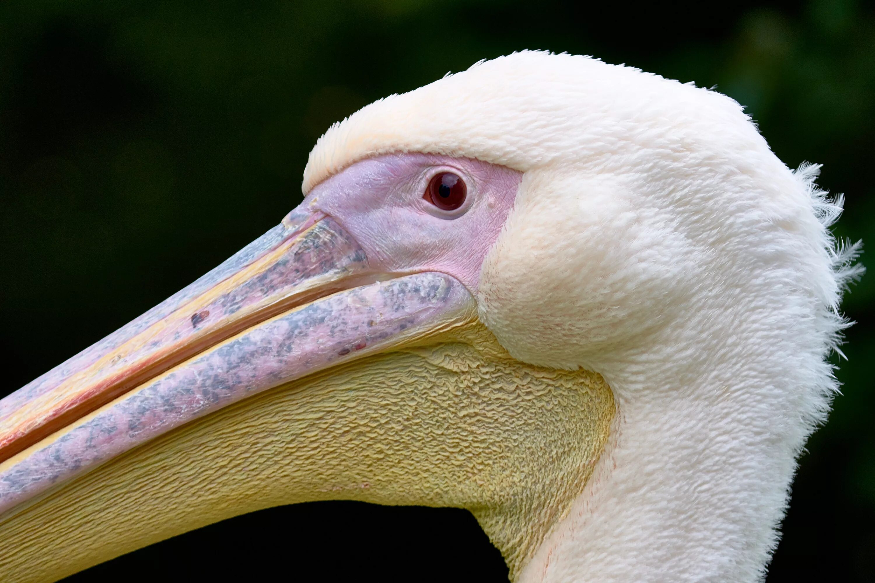Птица с большим клювом пеликана. Pelikan клюв птица. Пеликан клюв Кудрявцева. Пеликан большой клюв. Лоб лбы клюв клювы