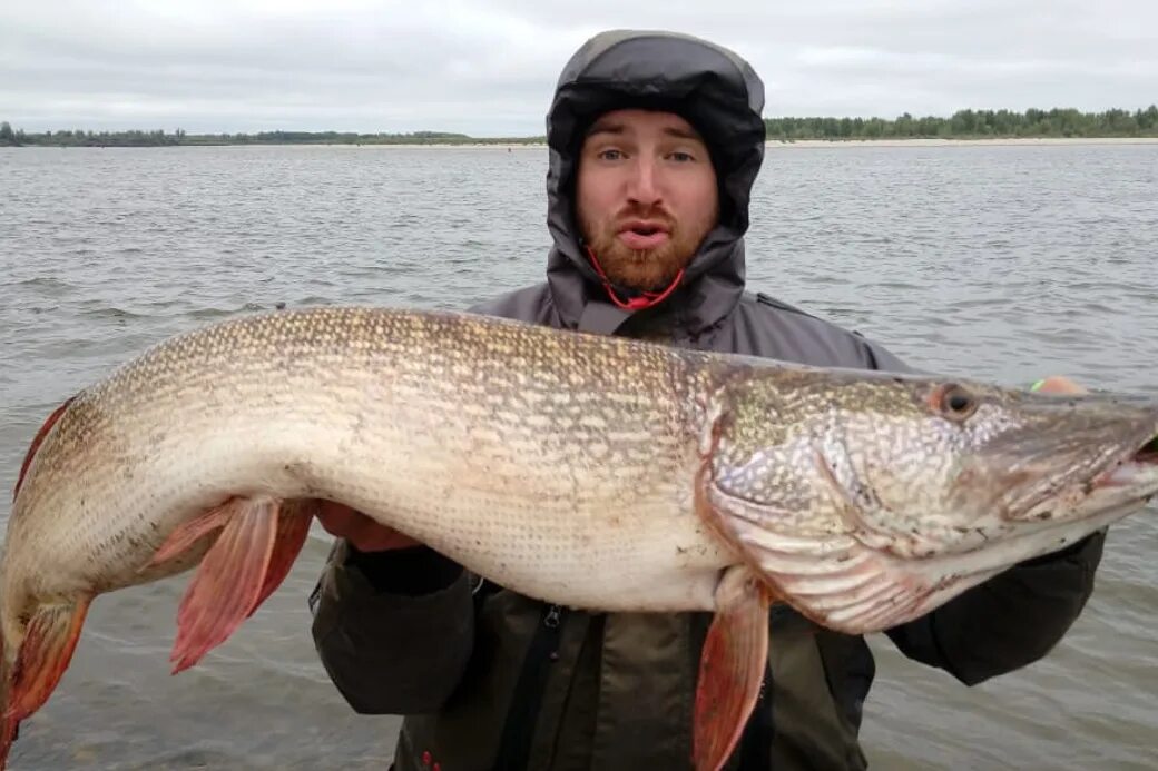рыбы хмао. рыбы обитающие в реке. пресноводные рыбы омской области. рыбы реки обь. обитатели реки обь.