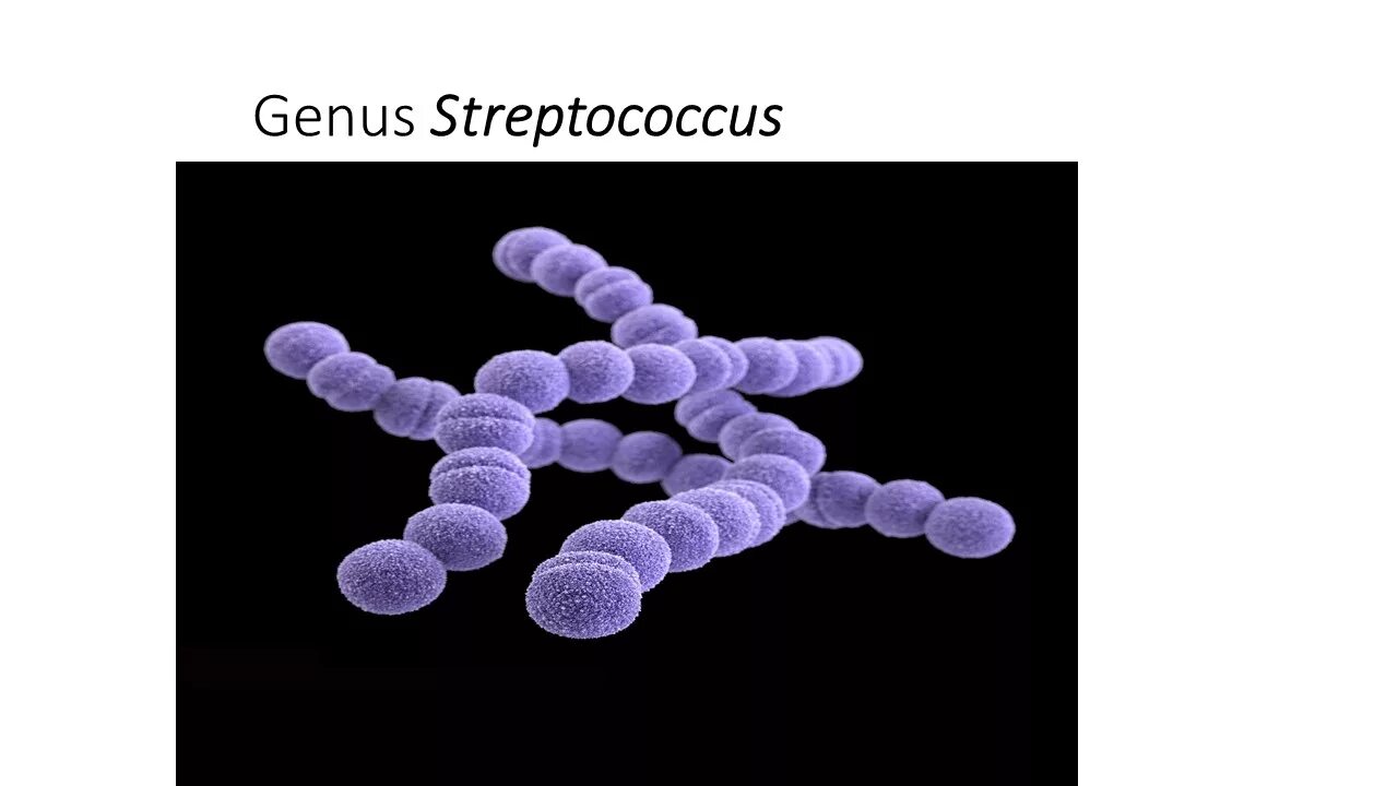 Стрептококки представители. Стрептококк вириданс микробиология. Строение бактерии стрептококка. Стрептококки 10 в 3. Streptococcus pyogenes морфология.