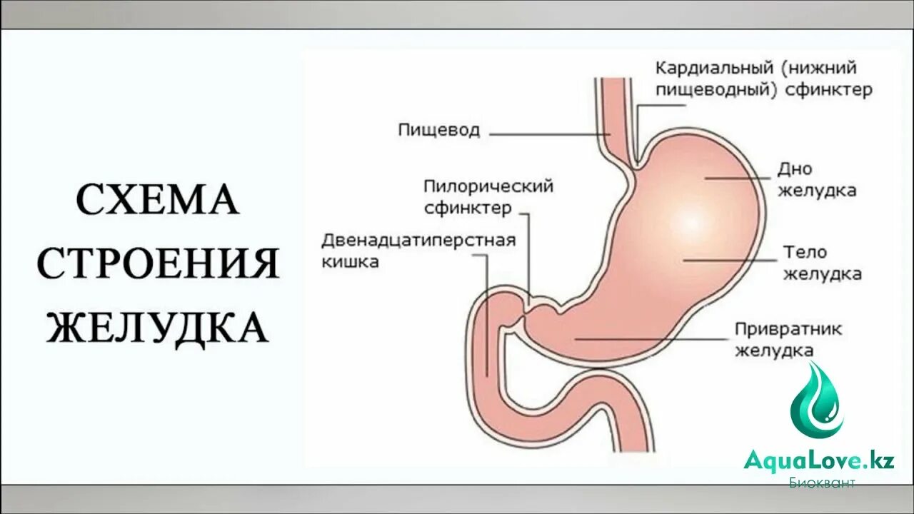 Кардиальный отдел пищевода. Строение желудка анатомия привратник. Желудок строение анатомия пилорический. Кардиальный сфинктер желудка строение. Сфинктеры желудка анатомия.