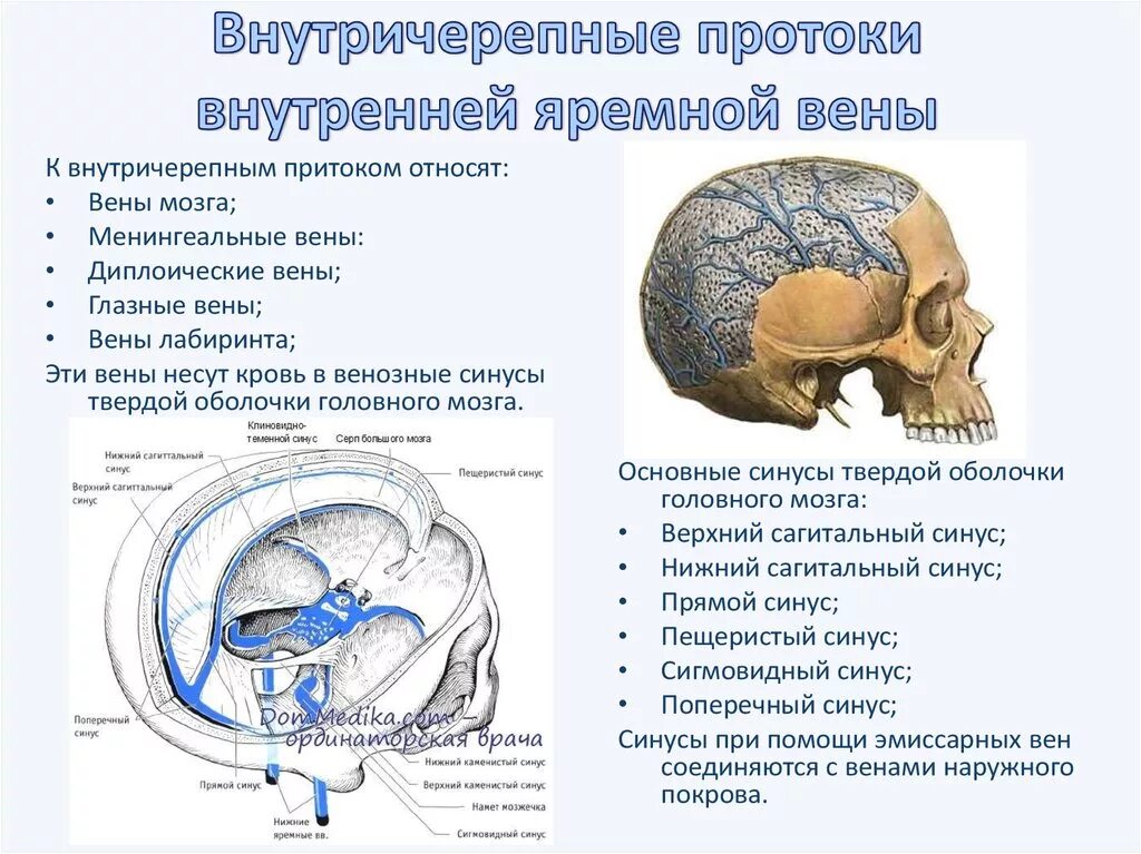 Внутричерепной внутренняя яремная Вена. Внутричерепные вены внутренней яремной. Синусы головного мозга анатомия. Внутренняя яремная Вена внечерепные притоки. Гипоплазия правого поперечного синуса