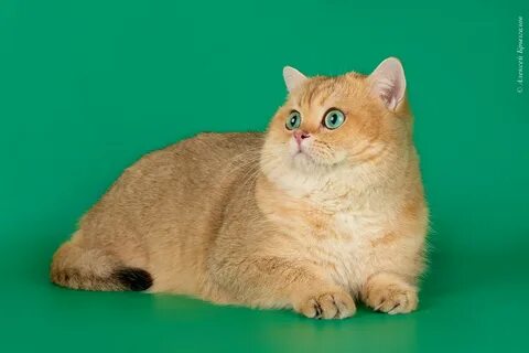 Золотые окрасы британских кошек